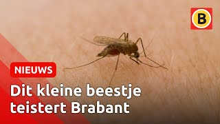 Slecht nieuws: er is een muggenplaag ⚠️ | Omroep Brabant