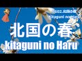 P102. 『北国の春』”Kitagui no Haru” 複音ハーモニカ（ソロ） by 柳川優子 Yuko Yanagawa Tremolo Harmonica 1000