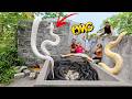 Brave Expert Rescues Beautiful Girl Attacked by Giant White Python in Abandoned House