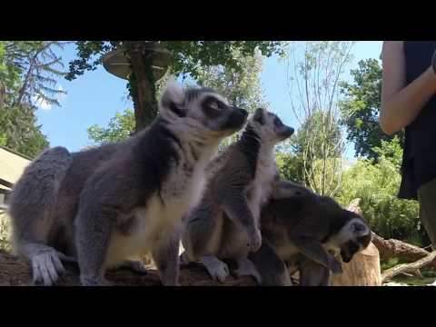 Video: Aling Isla Ang Tinawag Na Lugar Ng Kapanganakan Ng Lemur