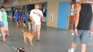 Bark in the Park 2014