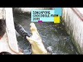 Singapore Crocodile Farm (Most Dangerous School Field Trip!) and Mystery Jungle