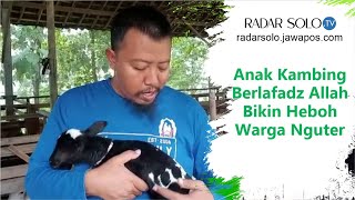 Anak Kambing Berlafadz Allah Bikin Heboh Warga Nguter