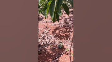 Video kebun singkong