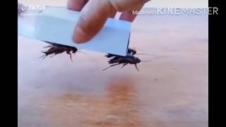 Coffin Dance Ft.ipisroaches