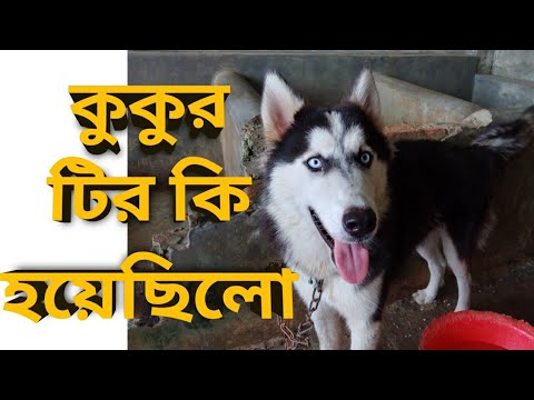 ভিডিও: আমেরিকান ককার স্প্যানিয়েল কুকুর ব্রিড হাইপো অ্যালার্জেনিক, স্বাস্থ্য এবং জীবনকাল