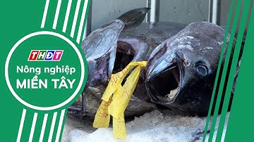 Xuất khẩu cá ngừ sang Mỹ giảm mạnh vì thuế quan | Nông nghiệp Miền Tây