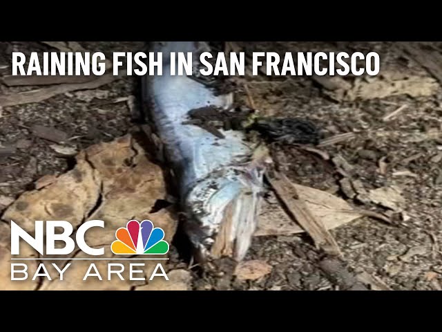 Fish Falling From the Sky in SF? There's an Explanation 