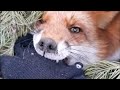 The way to catch a fox