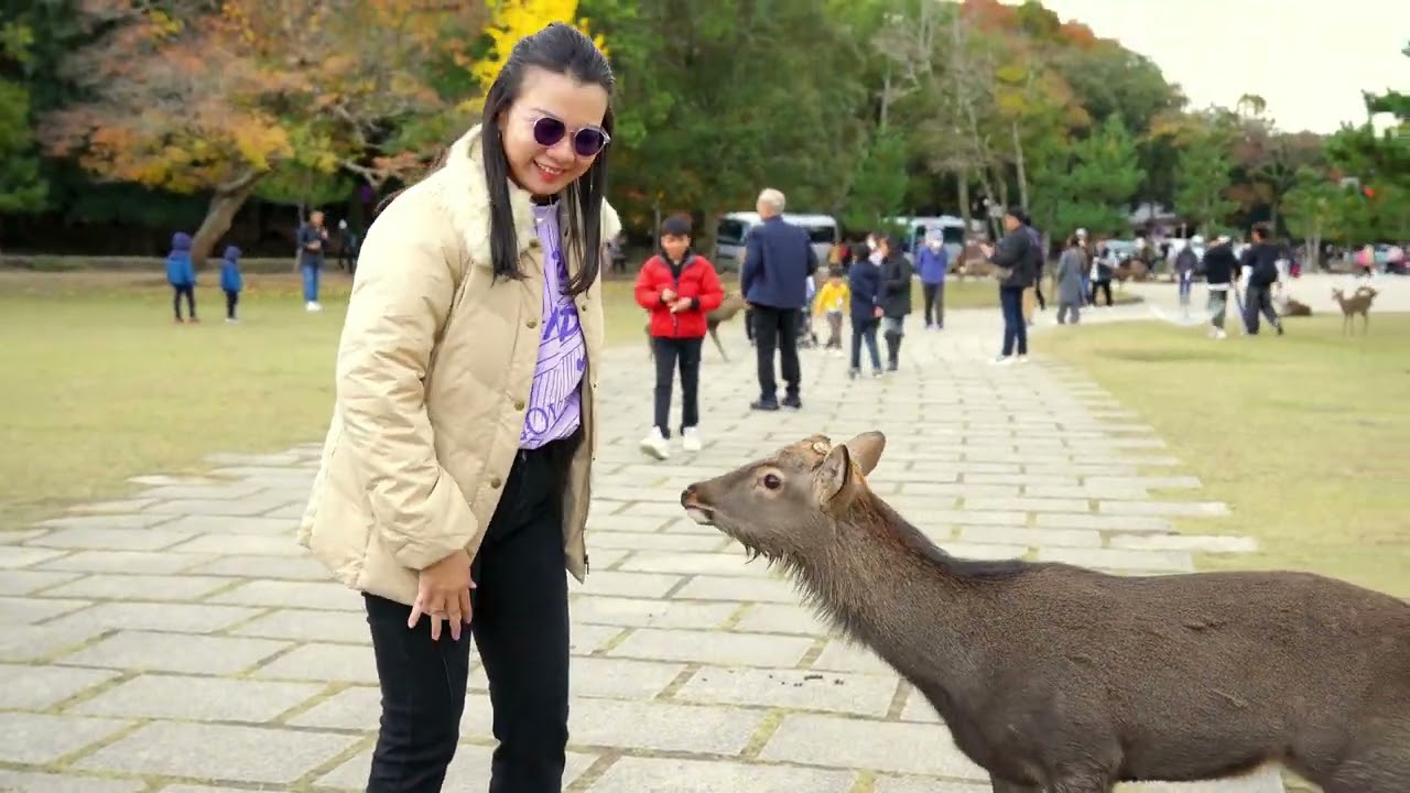 Nara Park and Dotonbori Osaka Japan