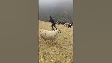 Amazing Trick To Stop Sheep Attack