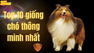 Top 10 giống chó thông minh nhất KHÁNH DƯƠNG PET SHOP