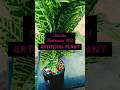 meesho finds Artificial Plant🌿 for Decoration #shortvideo #meesho #meeshofinds