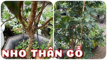 Cây Nho thân gỗ 12 vụ đang trái | 0386569374 - Ngọc Ngân Bến Tre | Chuyên cây độc lạ