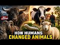 The Wild Animals We Now Farm