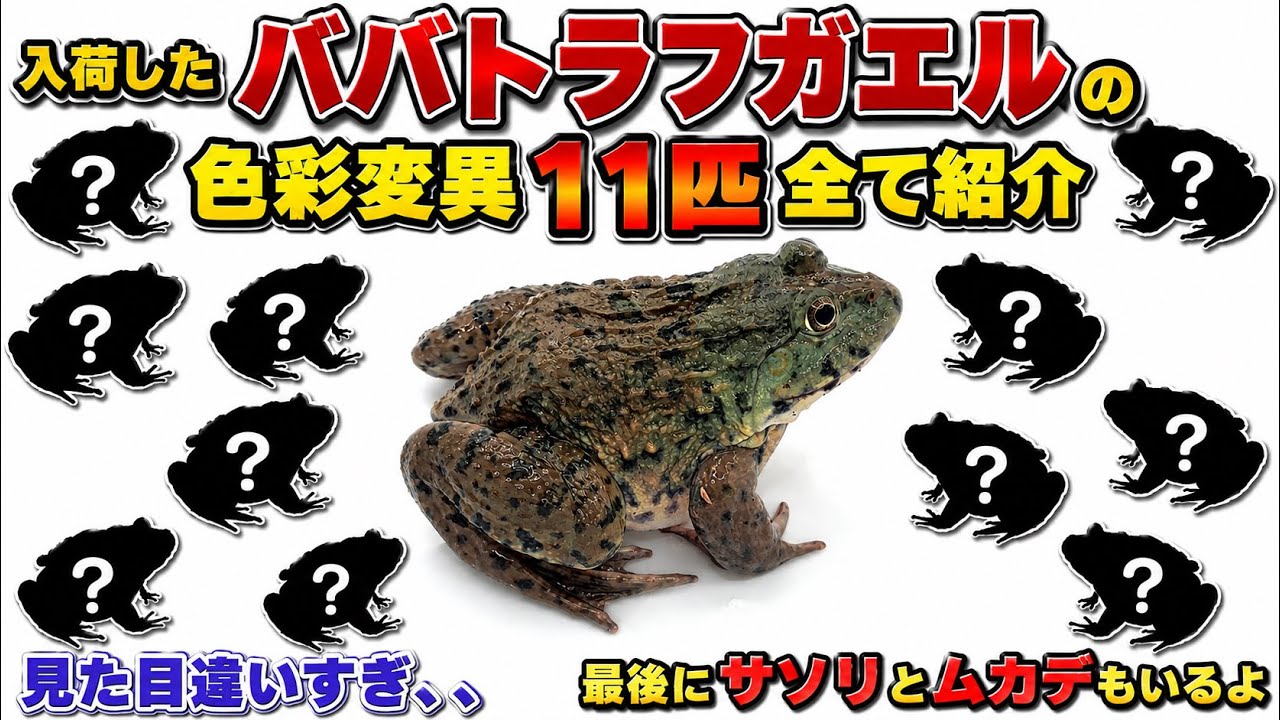 New Arrival] Marukoro's highly recommended frog is neither round