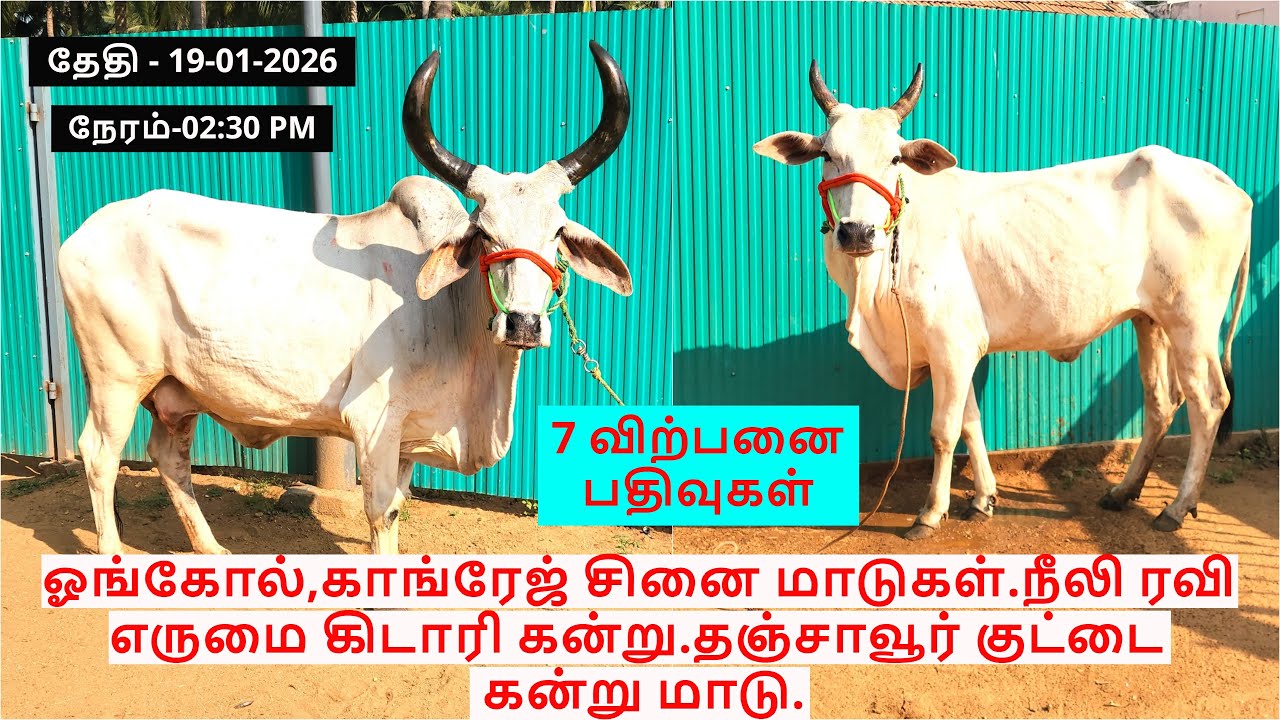 ஓங்கோல்,காங்ரேஜ்சினை மாடுகள்.நீலி ரவி எருமை கிடாரி கன்று.தஞ்சாவூர் குட்டை கன்று மாடு.