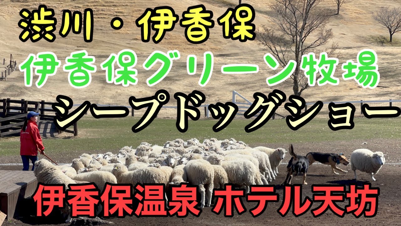 渋川 伊香保 伊香保グリーン牧場 シープドッグショー 伊香保温泉 ホテル天坊 Youtube