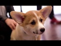 Rufus the Corgi's First Day in the Office 🐶