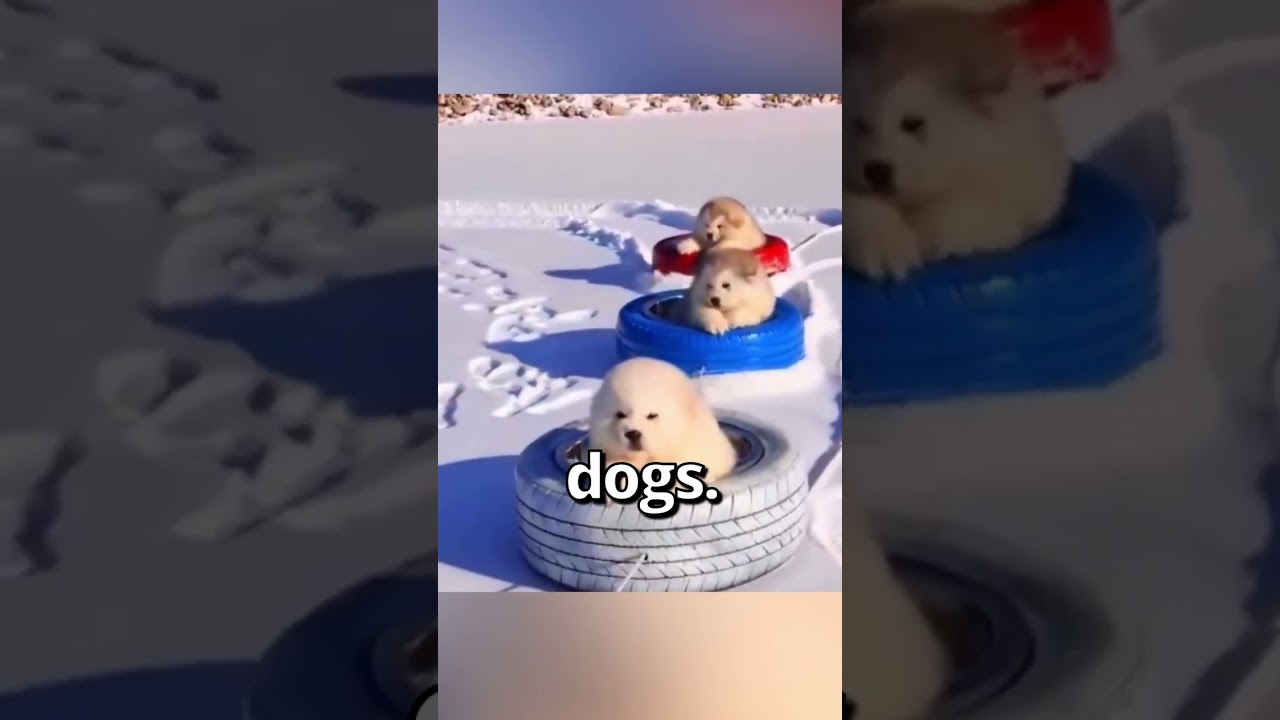 DOG is having the Best SNOW DAY 🤣 | Wholesome Moments