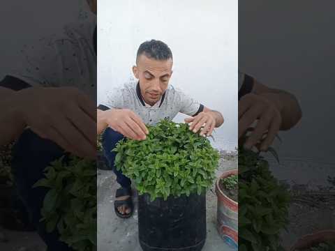 زراعه النعناع في المنزل بطريقه جديده وفوق الروعه زراعه النعناع في الماء زراعه نعناع