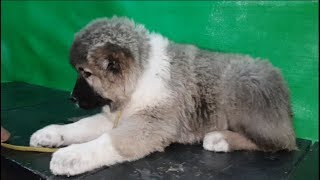 وزن كلب القوقازي بيل بعمر 70 يوم مع جمال العمواسي