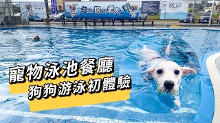 桃園竟然有寵物泳池餐廳，狗狗游泳初體驗，不到五分鐘就會游 ... 