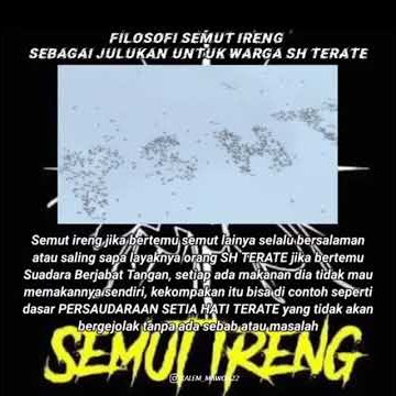 Story Wa Psht Filosofi Semut Ireng