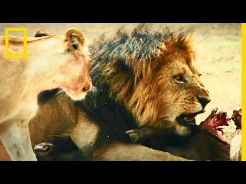 Vidéo: Comment Vit La Famille Des Lions ?