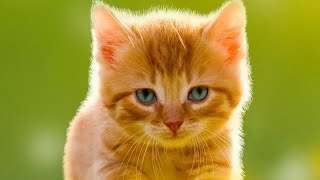 Amazing Cat Photos With Great Editing.. Nice Cat Pictures...