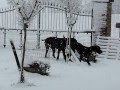 22/02/2013 ..... un po&#39; di neve .....