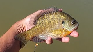 Early Summer Fishing at Lower Tawa Pond - Any trout left?