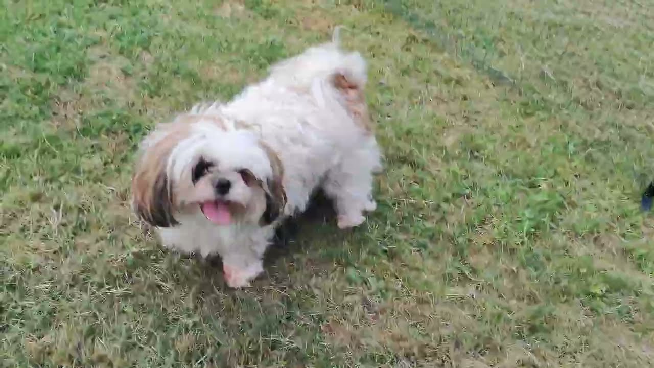 (Shih Tzu Zone) Crazy furballs with so much energy