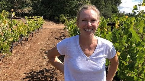 In the Vineyard at Snowden: Tasting for the Right Moment