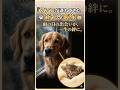 雨に濡れた子猫と、窓の外を泣きながら見つめる犬。彼らが家族になるまで #感動猫動画 #野良猫の現実