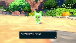 Sprigatito evolution line Pokemon Scarlet