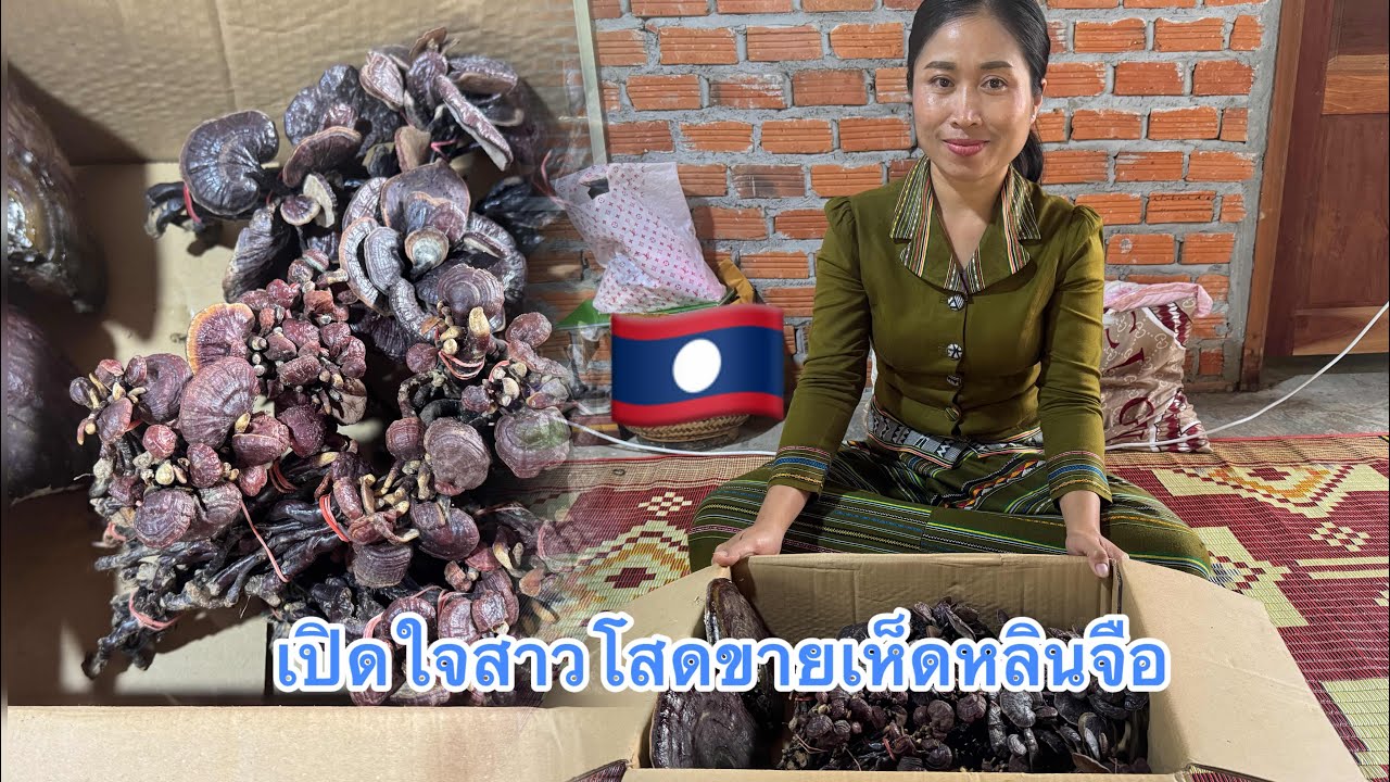 ￼ สาวลาวขายเห็ดหลินจือ ตามหารักแท้(ເປີດໃຈສາວລາວໃຕ້ຂາຍເຫັດ)#สาวลาวน่าฮัก 🇱🇦