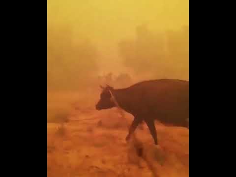 Yangında Hayvanları Alevlerin Arasında Kalan Çiftçinin Feryadı. Her Yer Toz Duman.