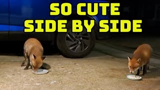 Download Lagu No Jimmy again but he was seen 🦊❤️ #fox #wildlife #cute #fyp #viralvideo  MP3