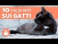 10 FALSI MITI sui gatti – Cose NON VERE sui gatti