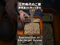 (4)江戸時代のレシピ原典通りに作ったRecipes from the Edo Samurai Period #shorts