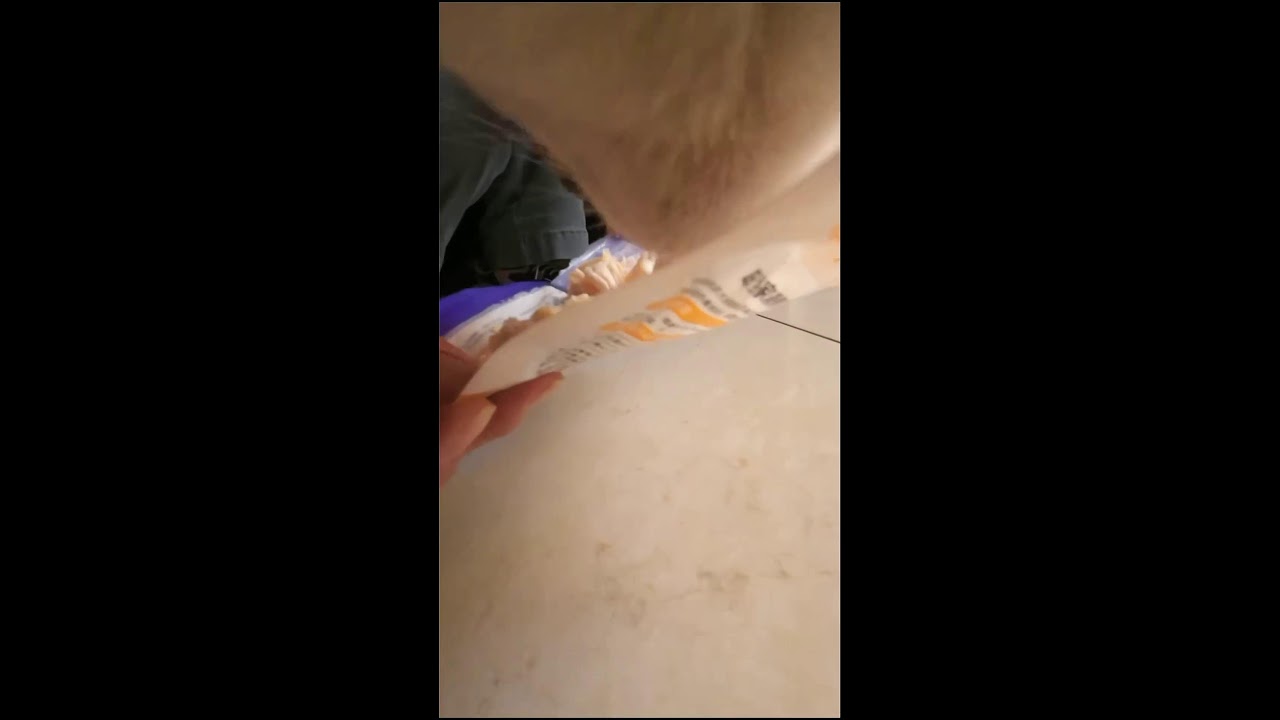 🐱 LIVE NOW: Cat's Eye View | 