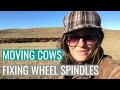 Moving Cows + Replacing a Wheel Spindle