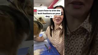 Trimming the butt feathers on a Sheltie