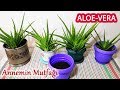 Aloe Vera Bitkisi Nasıl Yetiştirilir ve Çoğaltılır?