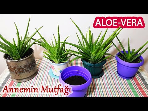 Video: Aloe Vera Bitki Yayılımı: Kesimlerden veya Yavrulardan Aloe Bitkisi Nasıl Başlatılır