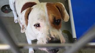 acs A688075