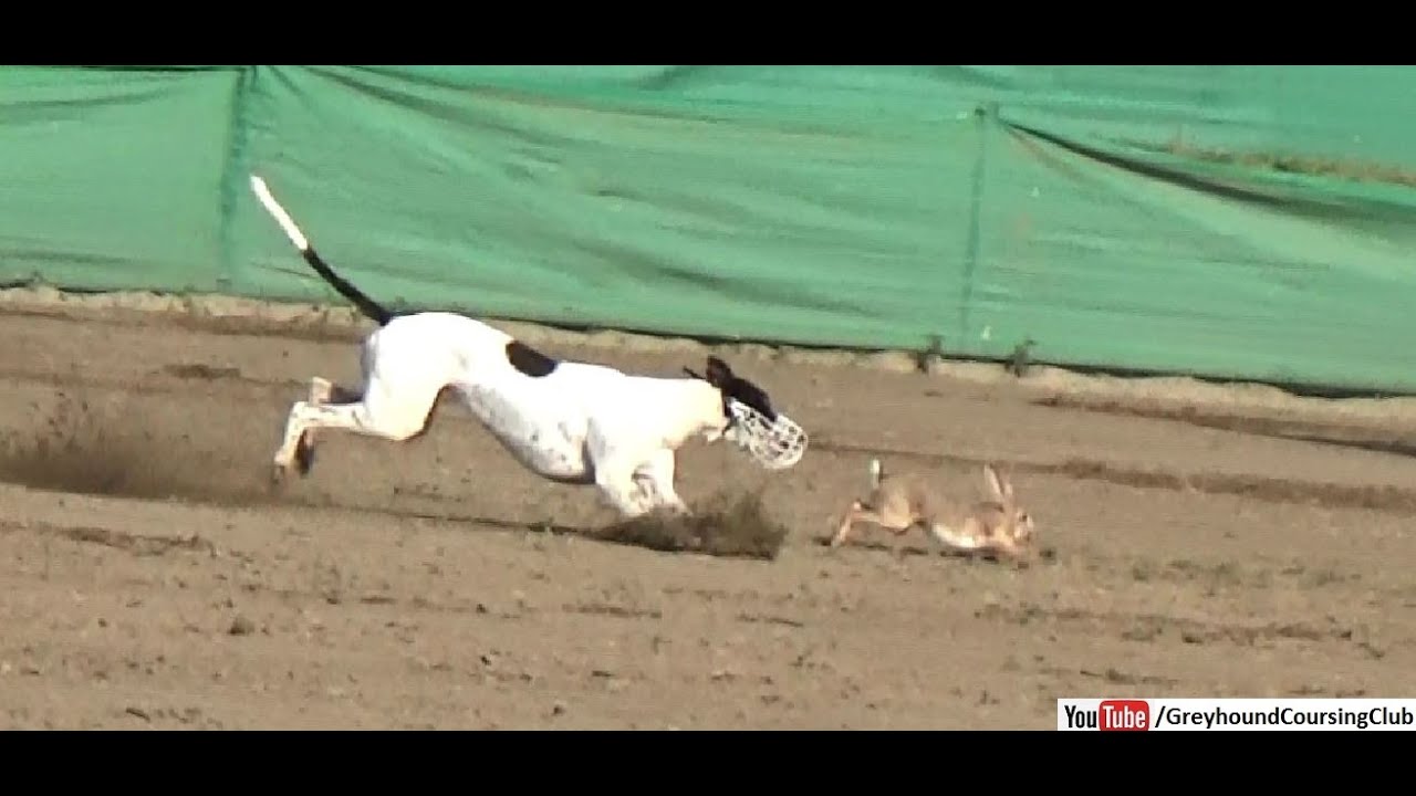 Coursing dogs 2020 | Greyhound race in Pakistan | dog vs rabbit - YouTube