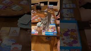 Friendly Korat Cat Jade joins family during game night...