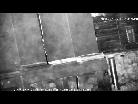 Live Honey Bee CAM - 1080p HD 24/7 Like & Share Us! Through Awareness - we're saving the bees!
